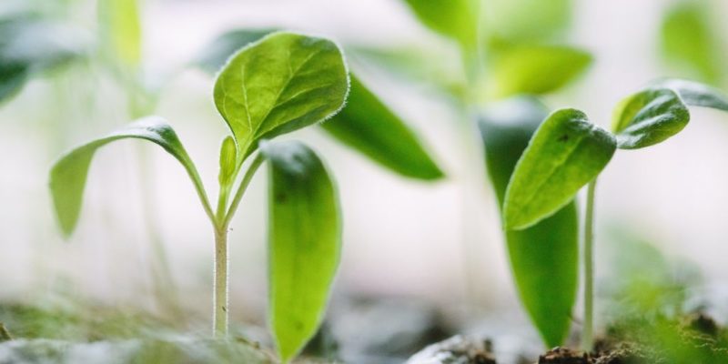 seeds sprouting symbolic of growth mindset