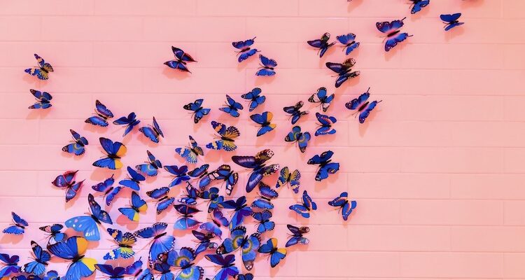 butterflies photo credit __ drz __