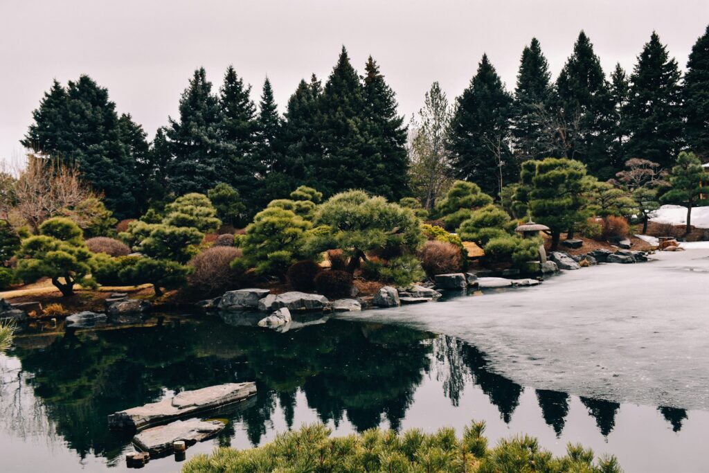 Sculpted pines and a stone lantern reflected in a partly frozen pond in the Japanese Garden at Denver Botanic Gardens